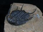 Rare Chlustinia Trilobite - Large Specimen #3759-1